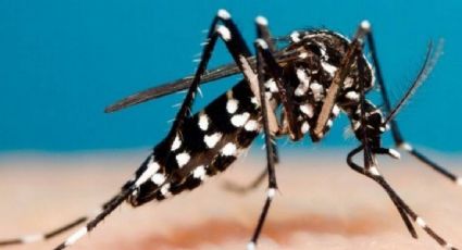 Yucatán suma 4 mil casos de dengue y se posiciona como el estado con mayor prevalencia en el país