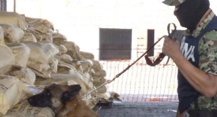 Semar decomisa poco más de 80 kilos de metanfetaminas en el recinto portuario de Veracruz