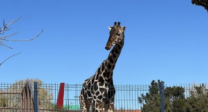 La jirafa Benito llega al Africam Safari en Puebla tras vivir casi un año maltratada en un parque de Ciudad Juárez