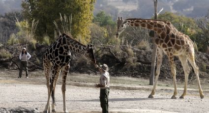 Benito se integra a la manada de jirafas de Africam Safari tras pasar un año en un parque público de Ciudad Juárez