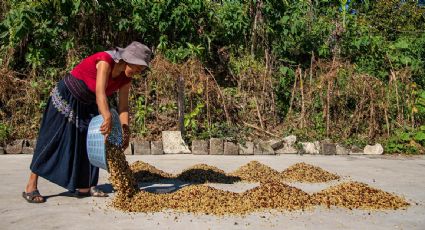 Cafetaleros de Chiapas perdieron hasta 30% de sus cosechas el año pasado por la crisis climática