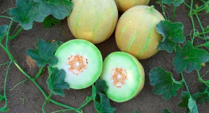 Sader niega que melones de Sonora estén contaminados con salmonela tras brote en EU y Canadá