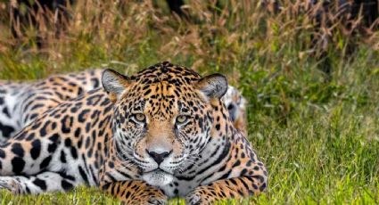 Tren Fantasma: el proyecto ferroviario del Ejército que amenaza al jaguar, especie en peligro de extinción