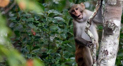 Recapturan a otros cinco monos que escaparon de laboratorio en Carolina del Sur; faltan 13
