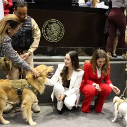 Cámara de Diputados aprueba reforma constitucional para la protección integral de los animales