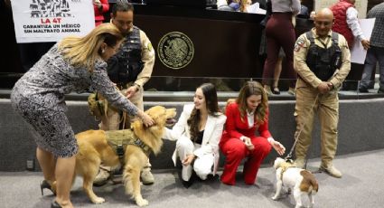 Cámara de Diputados aprueba reforma constitucional para la protección integral de los animales