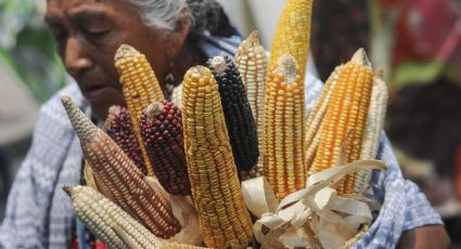 La conservación del maíz va a quedar en la Constitución, afirma Sheinbaum pese a panel del T-MEC contra México