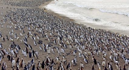 Condenan a un ganadero por matar a más de 200 pingüinos en Argentina