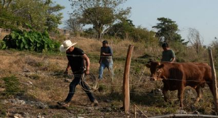 Ganaderos de Chihuahua acusan importación ilegal de becerros desde el sur; piden cerrar la frontera