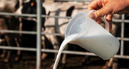 California suspende distribución de leche cruda de Raw Farm tras detectar gripe aviar H5N1