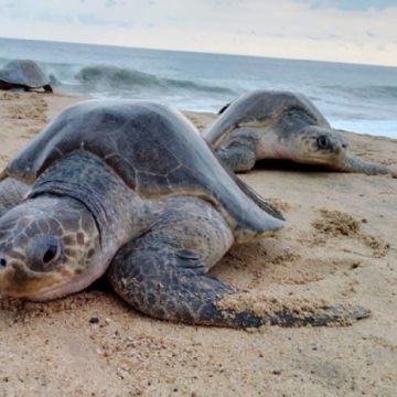 Liberan 2 mil crías de tortuga en frontera amazónica entre Perú, Colombia y Ecuador