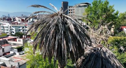 Palmeras en el olvido: autoridades abandonan plan de retiro de ejemplares muertos en la CDMX