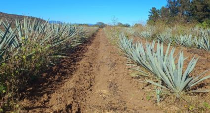 Investigador de Chapingo advierte futuro catastrófico en materia alimentaria por infertilidad de suelos