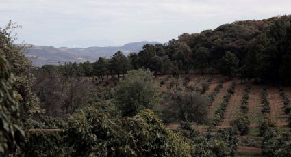 Crisis ambiental en Michoacán: la tierra se agota mientras el apetito de EU por el aguacate aumenta