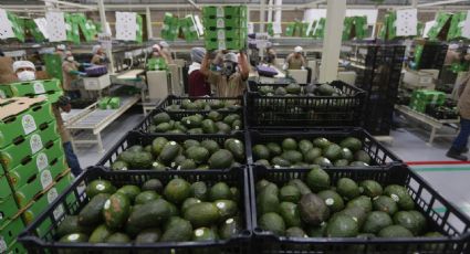 El Super Bowl recibirá más de 15 mil toneladas de aguacate procedentes de Jalisco