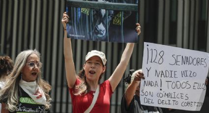 Activistas protestan en el Senado para exigir sancionar al legislador morenista que promovió el sacrificio de un animal en el recinto