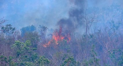 Se registran 204 incendios forestales activos en el país: Conafor