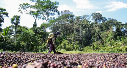 Organización de productores advierte que la sequía pone en riesgo al 90% de los cultivos de café en la frontera sur de México