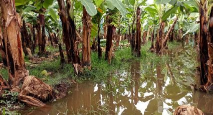 Agricultores de Chiapas urgen declaratoria de desastre por lluvias: es la segunda entidad con la mayor cosecha en el país