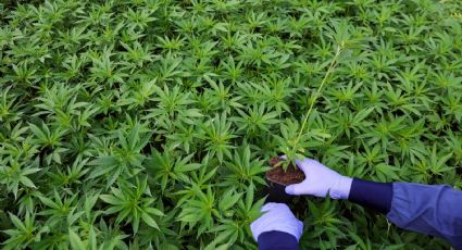 Marruecos indulta a 5 mil personas por cultivo ilegal de marihuana