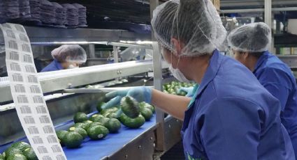 México y EU acuerdan que la Sader supervise los huertos para exportación de aguacate