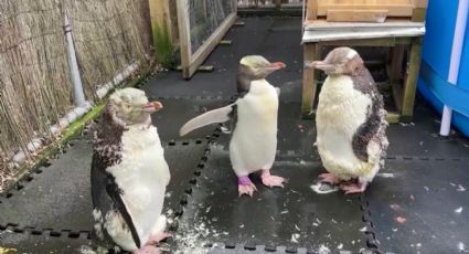 Un pingüino tímido y maloliente gana el premio al ave del año en Nueva Zelanda