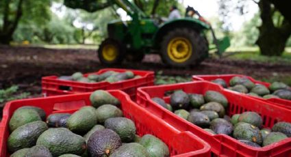 EU espera "implementación rigurosa" de certificación de aguacate para evitar huertas ilegales en México