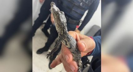 Encuentran un pequeño cocodrilo de pantano en la estación Río de los Remedios del Metro