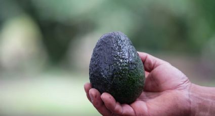 Aguacateros de EU temen ingreso de pestes tras retiro de inspectores de los plantíos mexicanos por la inseguridad