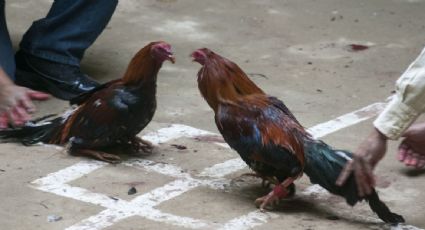 Chiapas suspende temporalmente peleas de gallos y carreras de caballos por violencia e inseguridad