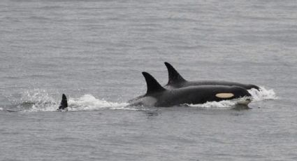 Orcas residentes del sur tienen capacidad de desarrollar un lenguaje propio y vivir un duelo ante la muerte de sus crías