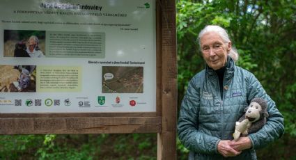 Fallece la científica Jane Goodall en California; hace cuatro días ofreció un mensaje de esperanza en México