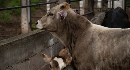 Casos de gusano barrenador en México aumentan casi 32% en un mes, informa Senasica