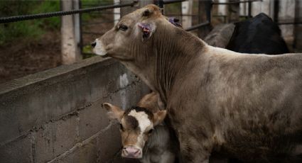 Industria cárnica de México busca nuevos mercados ante pérdidas por cierre de EU por gusano barrenador