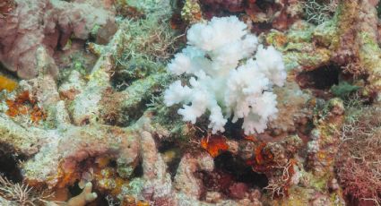 El mundo rebasó un primer punto de quiebre climático con el blanqueamiento de corales, dicen 160 expertos