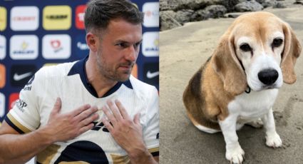 Aaron Ramsey, jugador de los Pumas, pide ayuda para recuperar a su perro que se extravió en San Miguel de Allende; ofrece recompensa