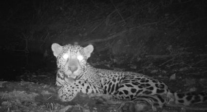 Uaxactún se revela como un caso de éxito de la conservación en la Selva Maya de Guatemala