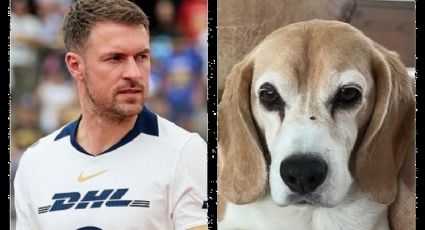 Aaron Ramsey y familia tienen “escasas” esperanzas de encontrar a su perro perdido en Guanajuato: agradecen apoyo y consideran a mexicanos “las personas más amables”