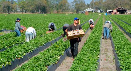 Gobierno de Trump triplica incentivo para migrantes que quieran salir de EU: ofrece tres mil dólares