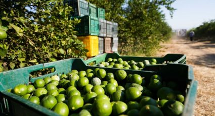 El líder limonero Bernardo Bravo abandonó a sus escoltas previo a su asesinato en Apatzingán, afirma gobierno de Michoacán