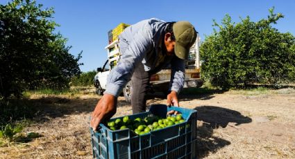 Gobierno federal identifica a siete grupos criminales detrás de las extorsiones a limoneros