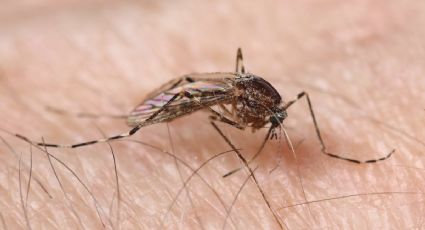 Los mosquitos llegan a Islandia por primera vez en la historia