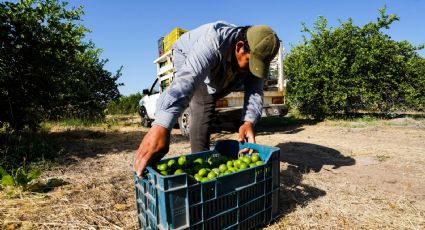 Crimen organizado impuso cuotas de hasta 4.20 pesos por kilo de limón en Michoacán
