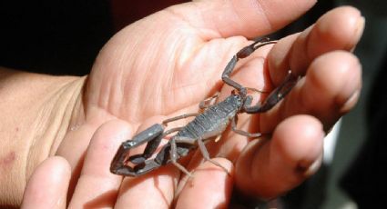 Muere menor por picadura de alacrán en Sonora; el hospital no contaba con el antídoto cuando ingresó