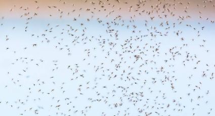 Reportan nuevo mosquito invasor en Yucatán que puede provocar dengue, chikungunya, Zika y fiebre amarilla