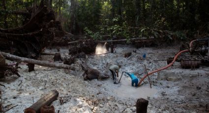 La Interpol ayudó a nueve países de América Latina a realizar 225 arrestos por delitos ambientales