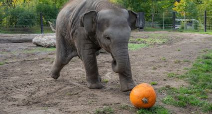 La elefanta bebé Tula-Tu juega con una calabaza mientras sus mayores aplastan las de media tonelada