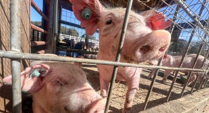 Taiwán confirma brote de peste porcina africana en ganado tras análisis en una granja