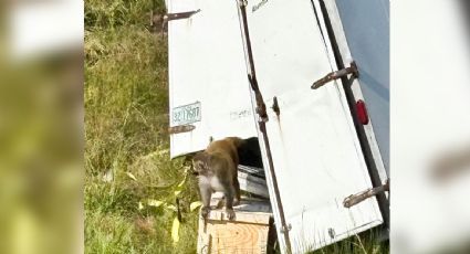 Escapan monos tras volcadura de un camión en Mississippi; buscan a tres y niegan que estén infectados con enfermedades