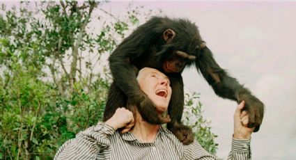 Tres expresidentes de EU y otras celebridades reconocen legado de Jane Goodall